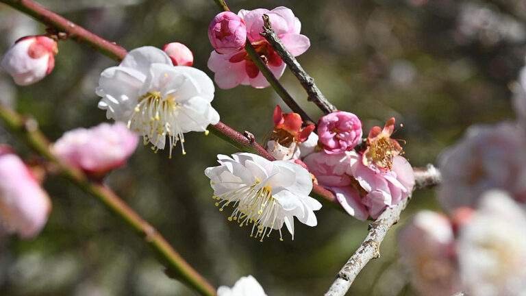 629467154 1320908596739294 6174723988539950110 n