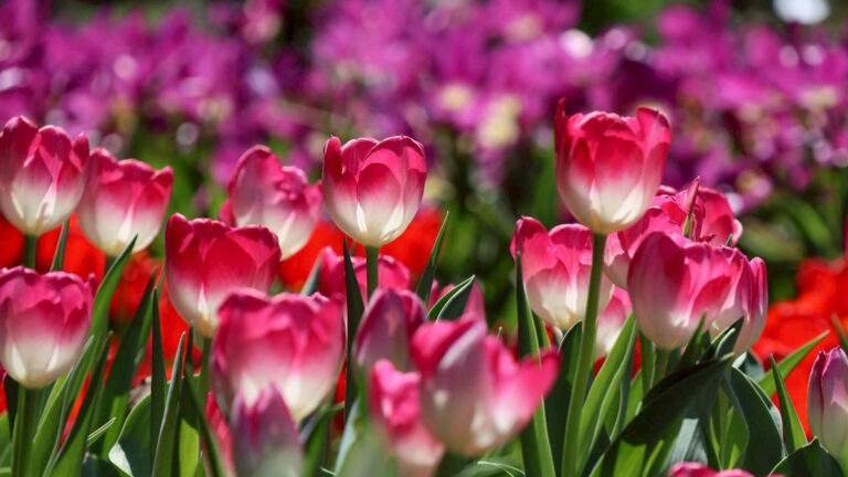 7d85172f 7f40 4b25 800f a644fa18bf97