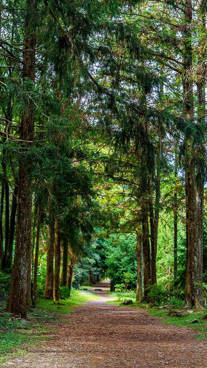 huisunlinchangsenlinbudaoduoyuanrubangquantairemen 1