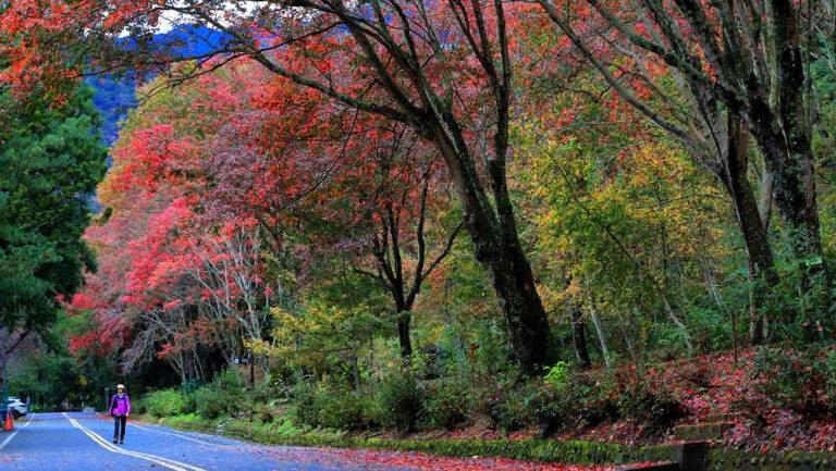 huisunlinchangsenlinbudaoduoyuanrubangquantairemen 2