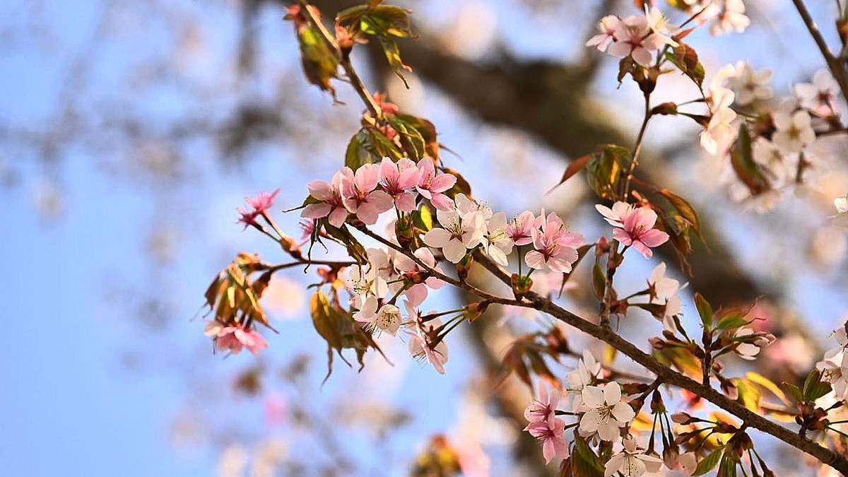 656133812 1361084492721704 5705249859953110068 n