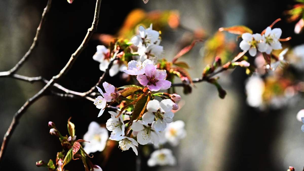 656949241 1361084499388370 7659726025406775254 n