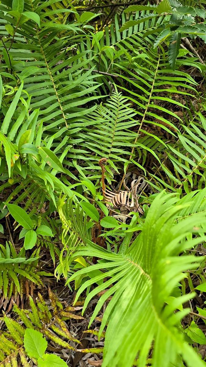 huisunlinchangsutiejueshengtaizhao