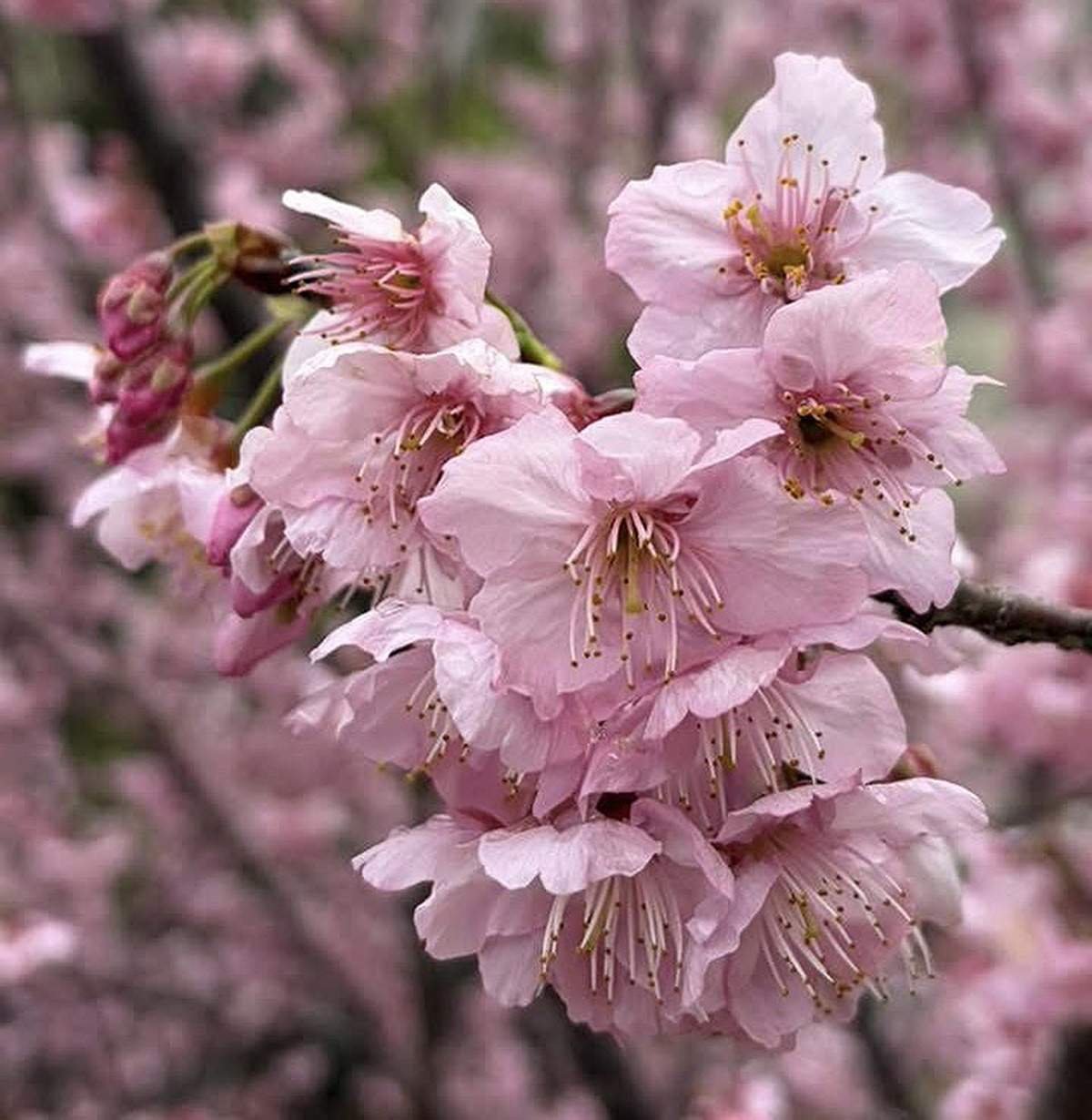 line oa chat 260305 151838