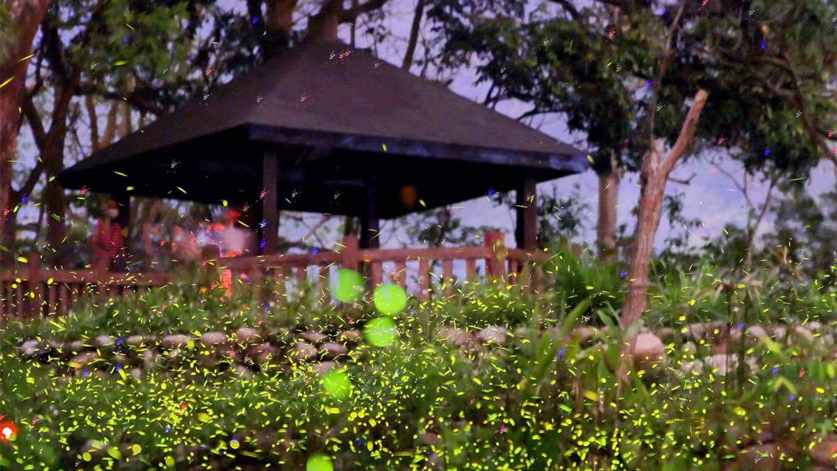 taizhongdakengfuyuchiguanshangyinghuochong00