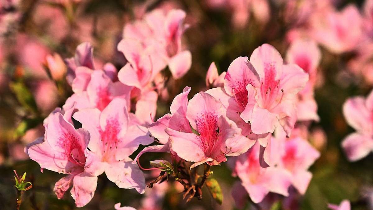 669131087 1375620714601415 7720130065965489316 n