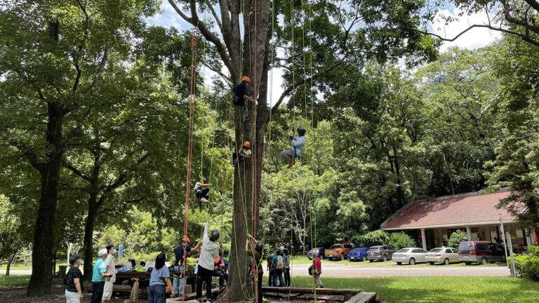 huisunlinchangertongjietuichupanshutiyan2