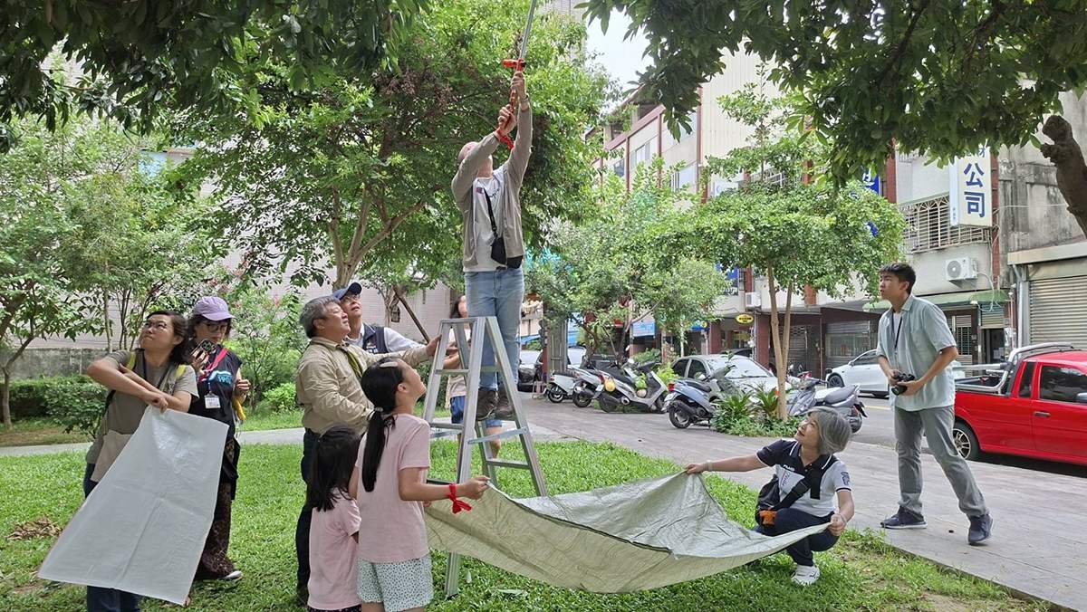 百年荔枝園變身生態教室 台中荔枝老樹公園採果樂吸引親子同遊 4 05yuanquneibaoliudelaocongheiyelizhishucaiziranfan