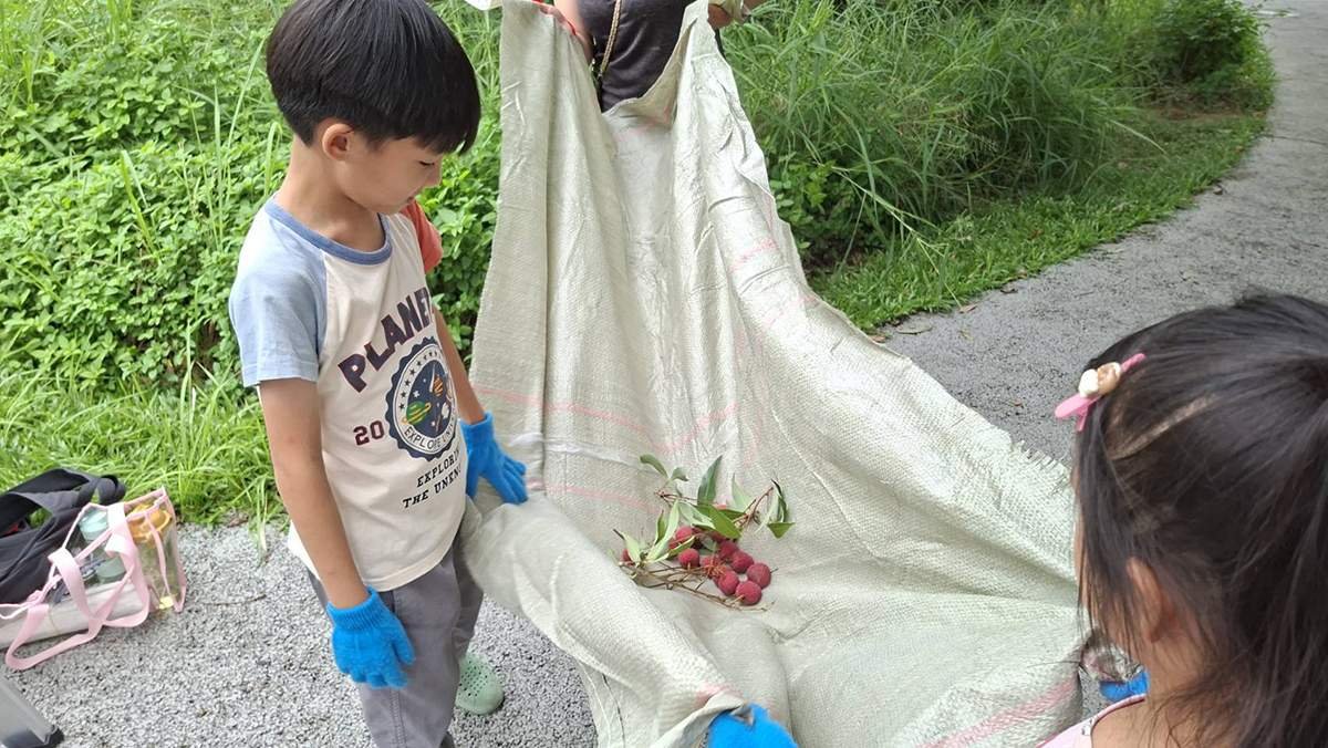 百年荔枝園變身生態教室 台中荔枝老樹公園採果樂吸引親子同遊 5