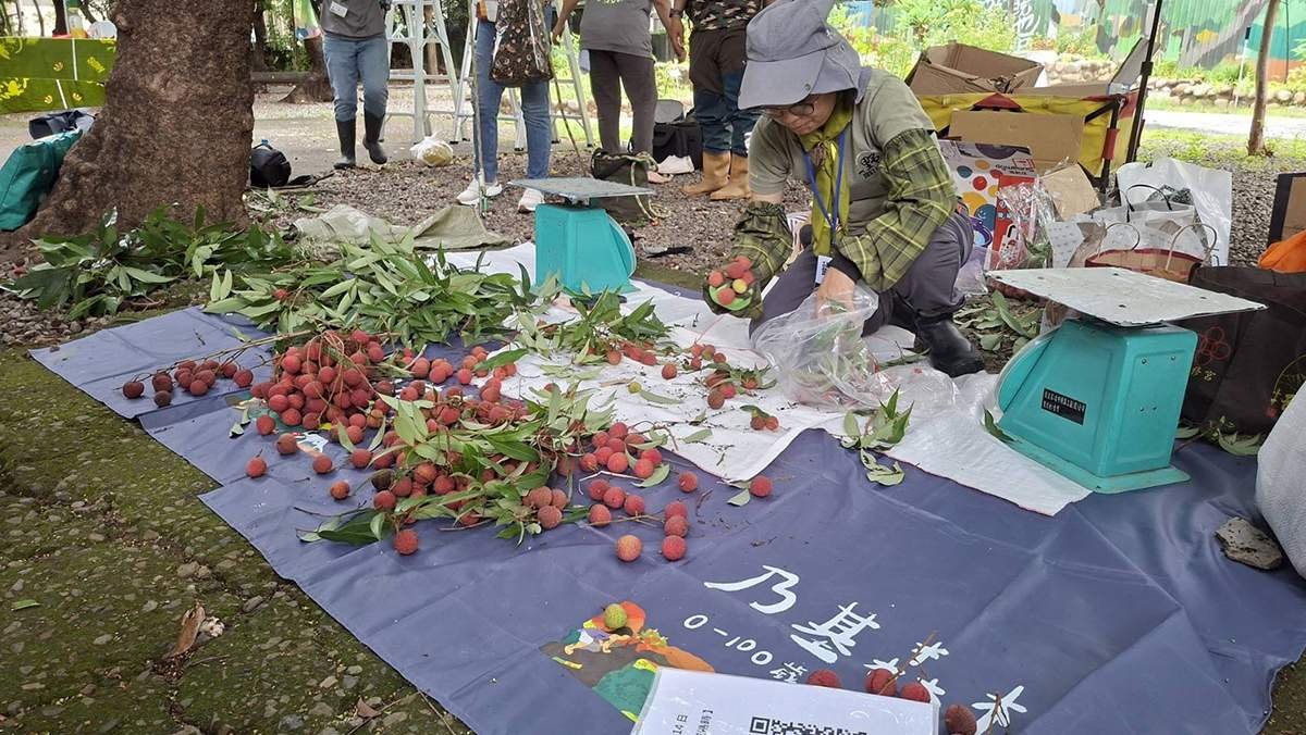 百年荔枝園變身生態教室 台中荔枝老樹公園採果樂吸引親子同遊 2