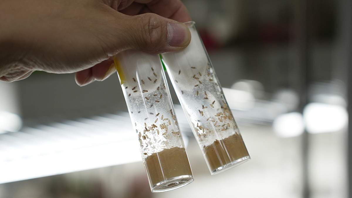 中興大學揭父親高齡生育新關鍵 精子幹細胞「老化環境」恐增子代疾病風險 3 shiyanyongguoying