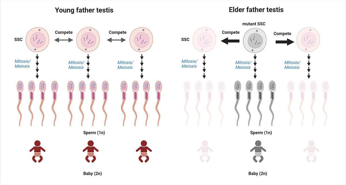 中興大學揭父親高齡生育新關鍵 精子幹細胞「老化環境」恐增子代疾病風險 4