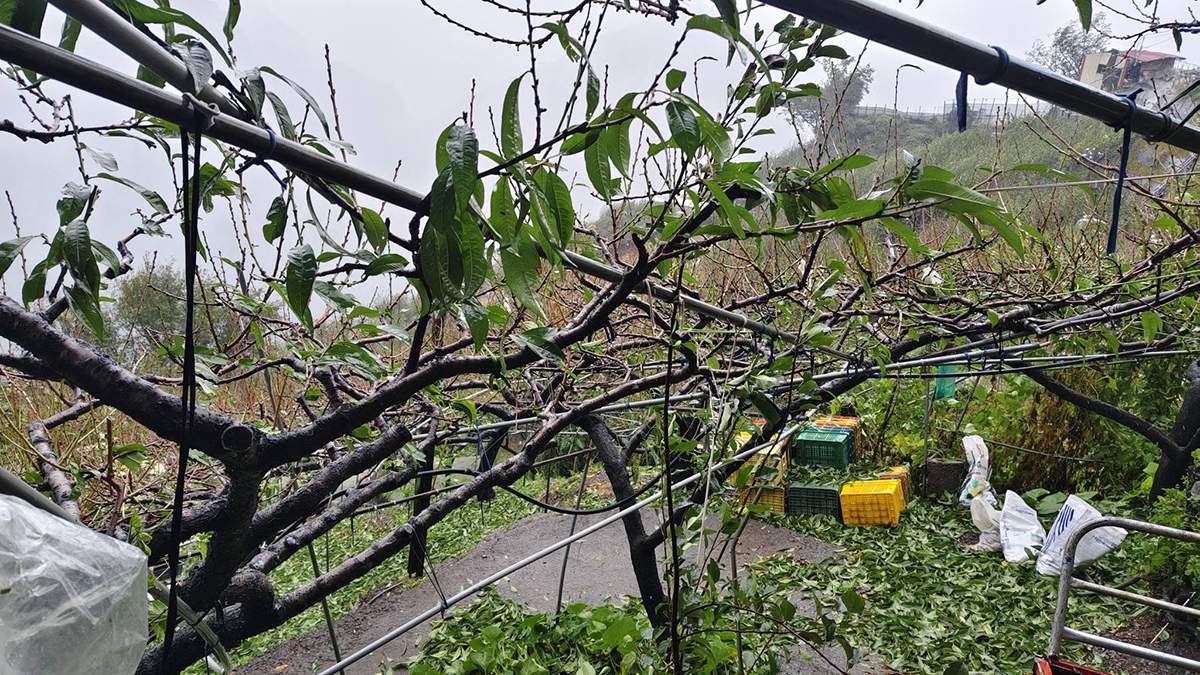 颱風重創梨山果園!今年心血恐泡湯 果農崩潰:根本屠殺等級 3 更令果農心疼的是,這次受損的不只是當季收成,果樹枝葉也遭強風吹襲,甚至連葉子都被吹光。